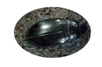 Hydrophilus triangularis
